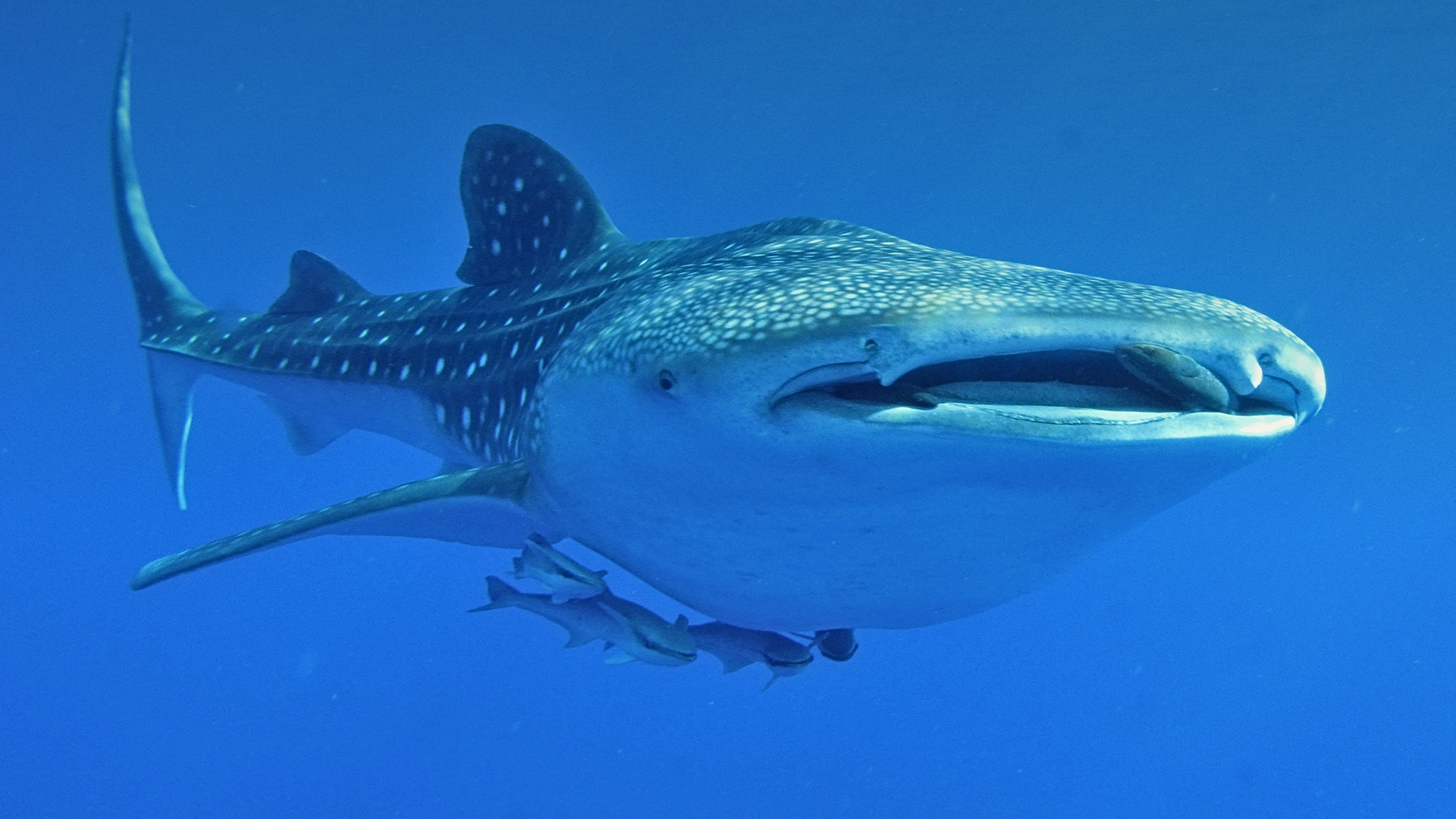 Mapping of whale shark sightings in continental waters between Isla Mujeres and Isla Contoy